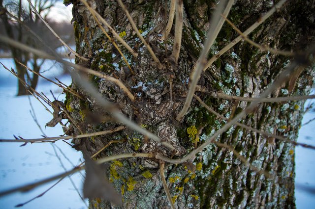 0029IMGP2692uusJanuary 18, 2019.jpg