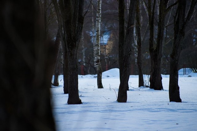 0046IMGP2751uusJanuary 18, 2019.jpg