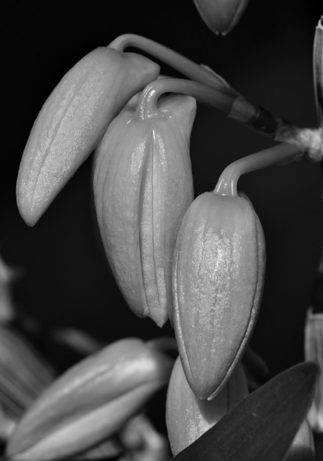 Dendrobium Nobile buds bw 2.jpg