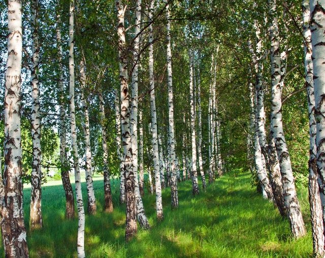 TRees FG 800px_COLOURBOX4143658.jpg