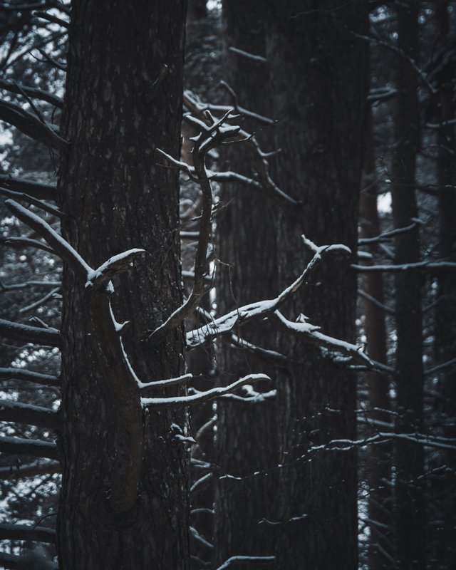 0014IMGP8715ccFebruary 04, 2019.jpg