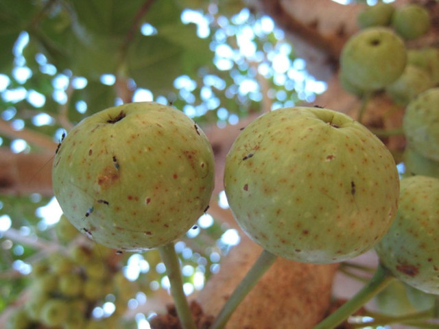 Ficus variegata_pollinated_figs_and_parasitic_wasps Anthony Bain 3.0 unported.JPG