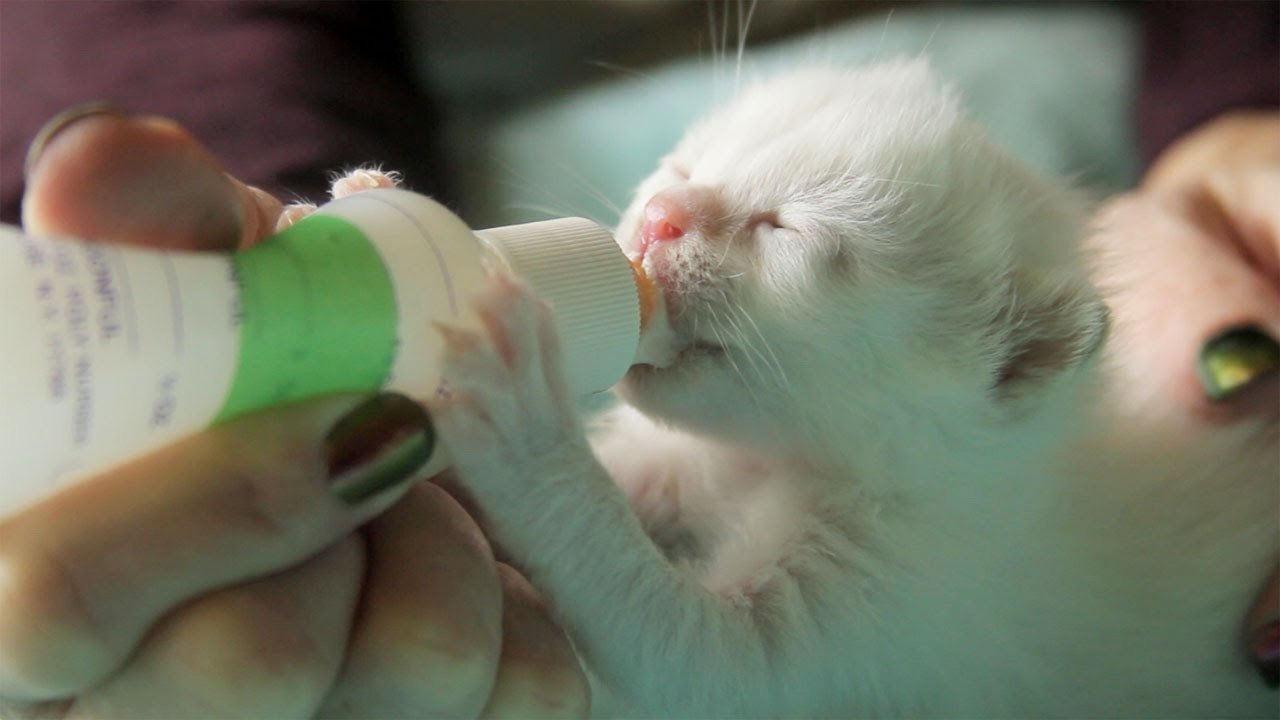 Котята без кошки. Кормление котят. Новорожденные котята 5 минутные. Фото кормление котят. Новорожденный котенок неделя.