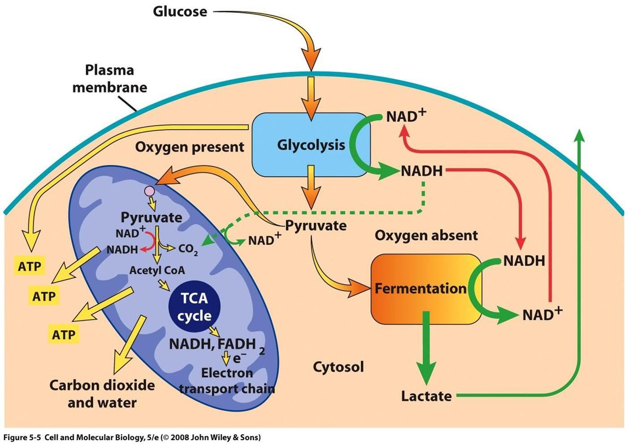 Аэробный кислород. Схема клеточного дыхания цикл Кребса. Цикл Кребса схема в митохондриях. Цикл Кребса происходит в митохондриях. Аэробный процесс в митохондриях.