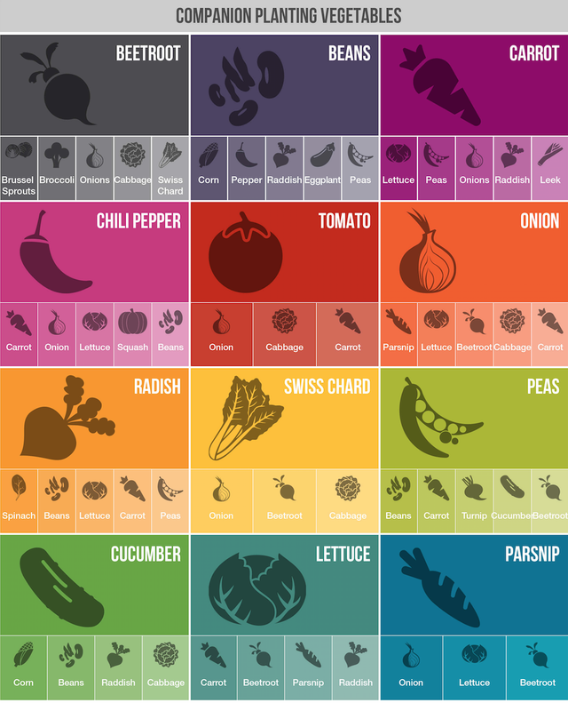 My Companion Planting Guide  Steemit