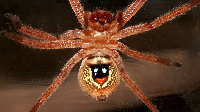 Neosparassus-diana Badge Huntsm BY Tas.jpg