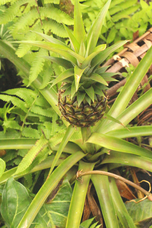 Sam Prock - Road To Hana Pineapple.JPG