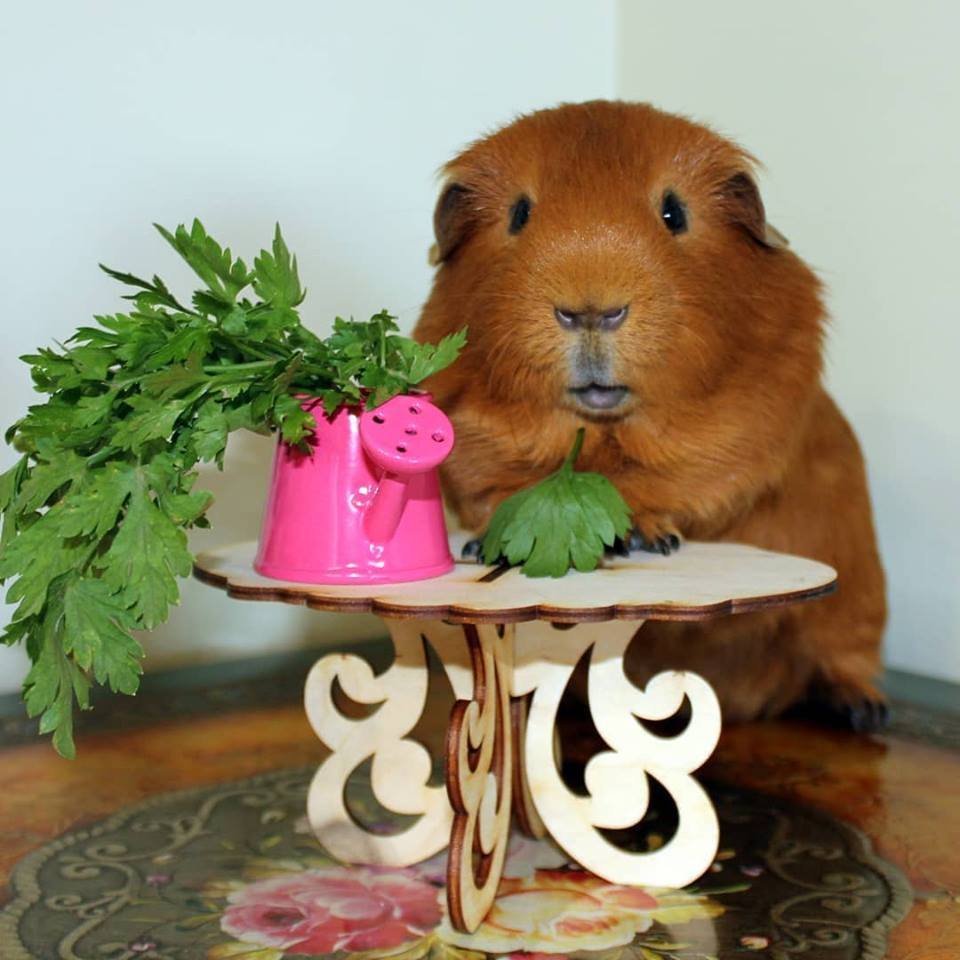 можно ли хомякам петрушку. сельдерей морским свинкам. пухлая морская свинка. ферма морских свинок. можно ли свинкам петрушку.