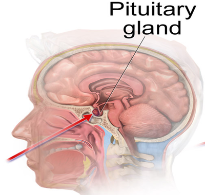 pitui.png