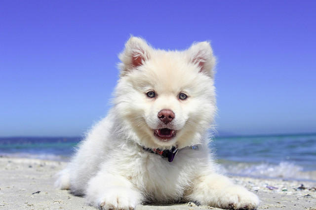 puppy.jpg