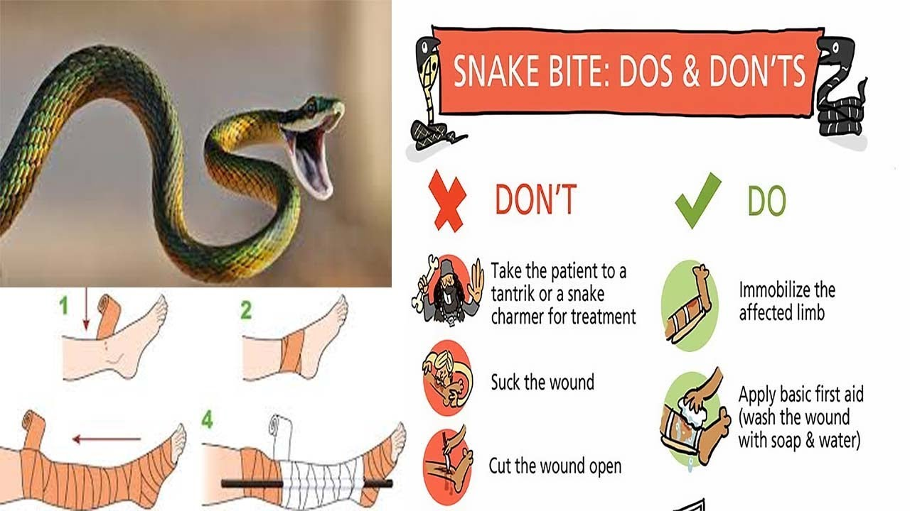 Snakebite. Snake пластинки.