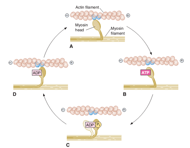 Molecular Mechanism of Skeletal Muscle Contraction — Steemit