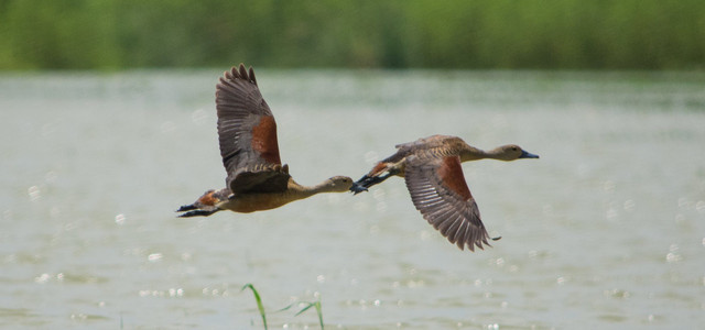 bird1.jpg