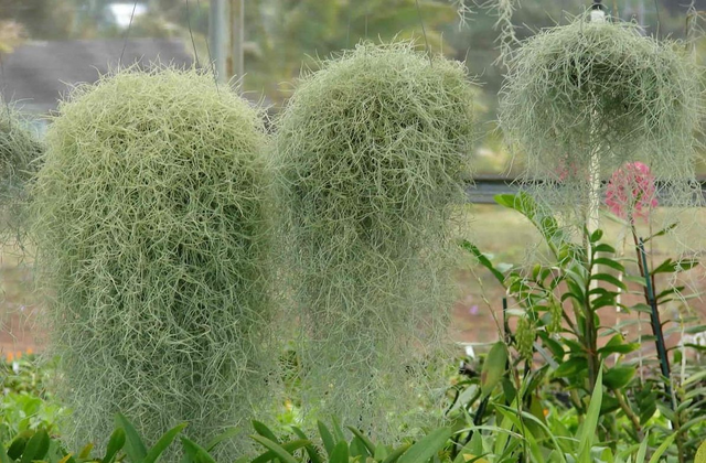 old man's tobacco plant Old Man's Beard — Steemit
