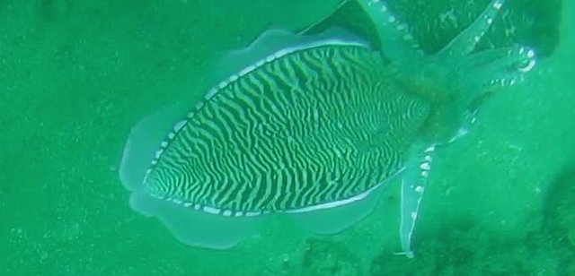 squid.jpg