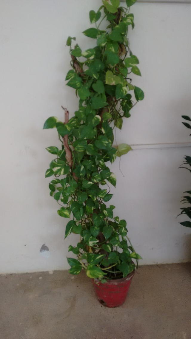 thai constellation monstera for sale Monstera Thai Constellation - Actual Plant - 8” Pot main image 0