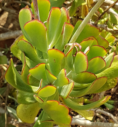 Succulents: Cotyledon Orbiculata - Pigs Ear  Steemit