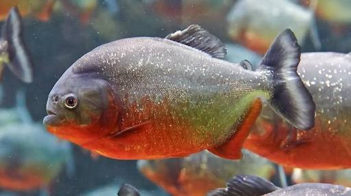 The Most Popular Amazon River Monster (Kindly check this one )  Steemit