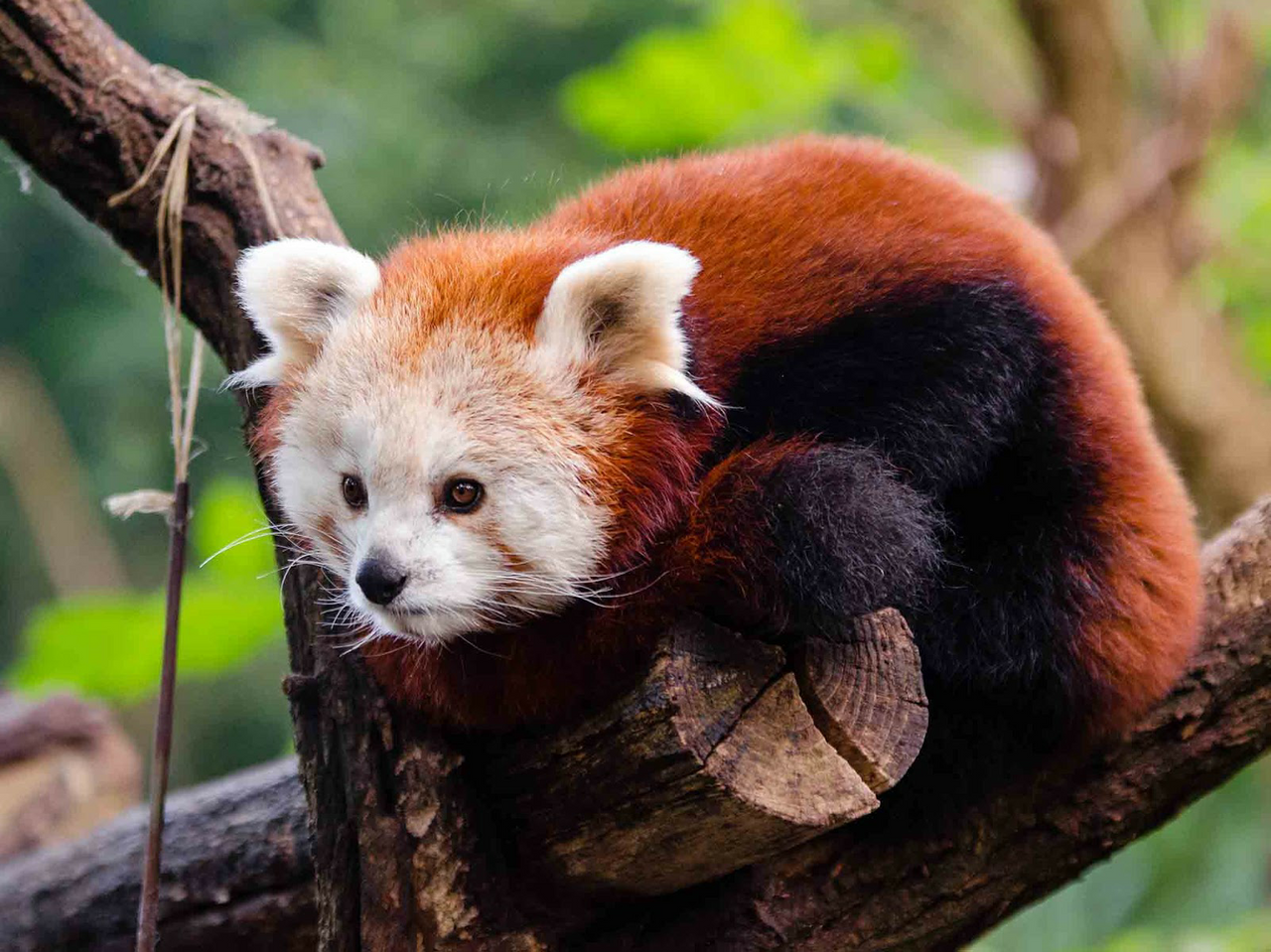 Красное животное фото красная панда Red panda, Red panda cute, Animals beautiful