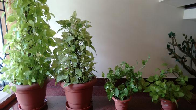 Money Plants (Scindapsus aureus)  Steemit