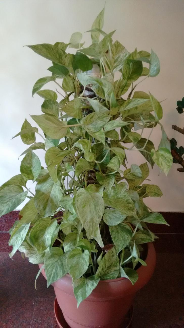 Money Plants (Scindapsus aureus)  Steemit