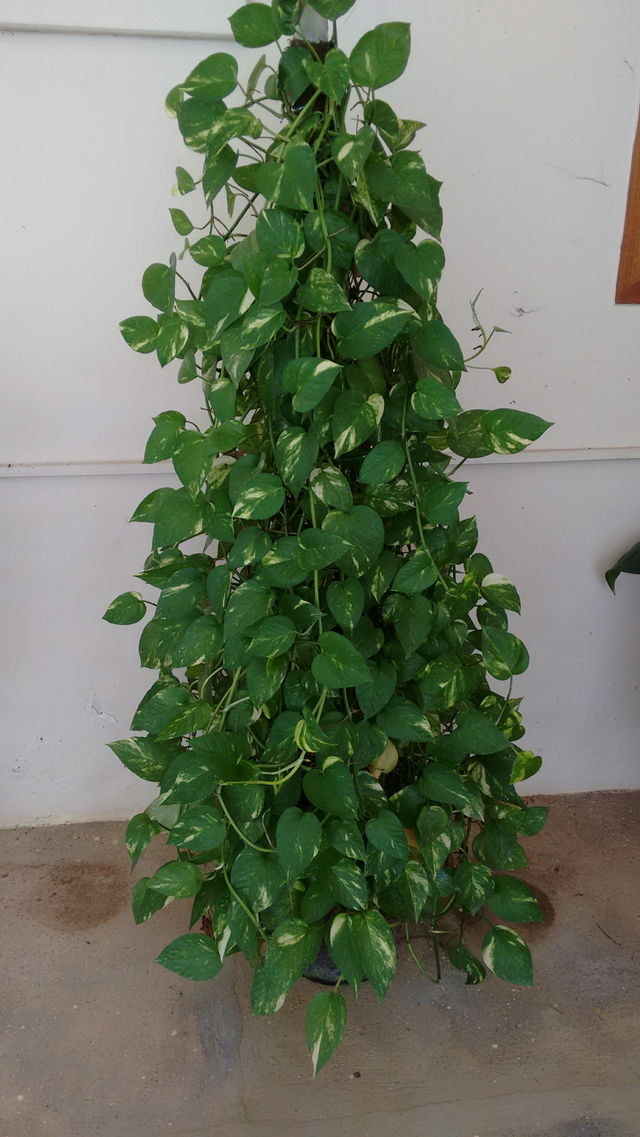 50cm zz plant pot 14cm ZZ Plant - Large (2-3' tall) Cement Grey Planter main image 0