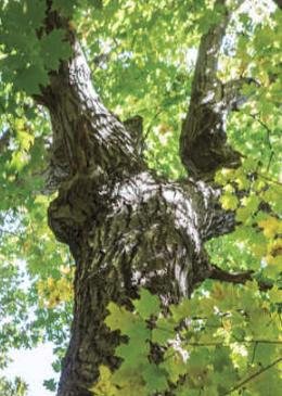 tree7.jpg