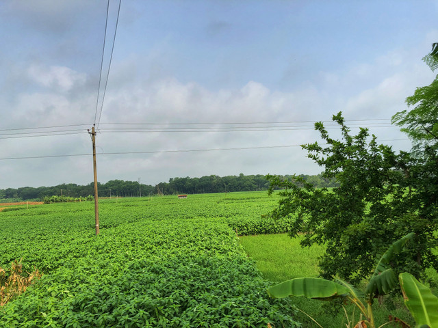 22523.jpg
