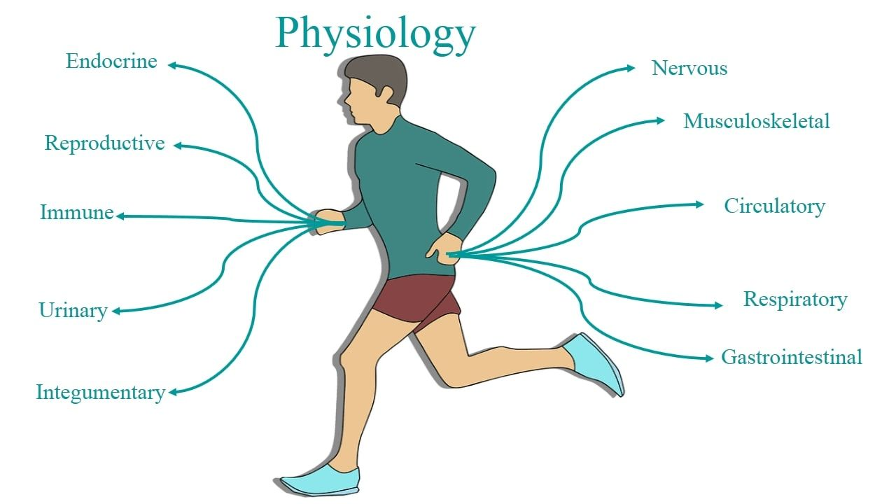 Body function. Physiology. Human Physiology. What is the Physiology. Physiology урок.