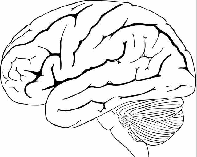 brain.png