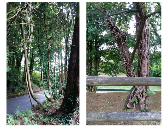 trees.png