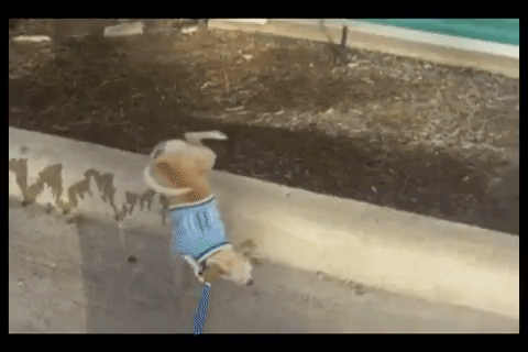 giphy.gif