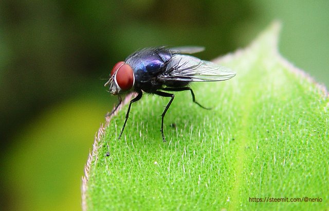 a-fly.jpg