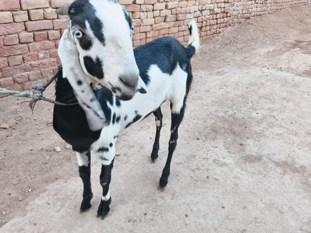 Searching for the Perfect Goat for Eid-ul-Adha — Steemit