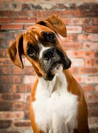 Boxer.jpg