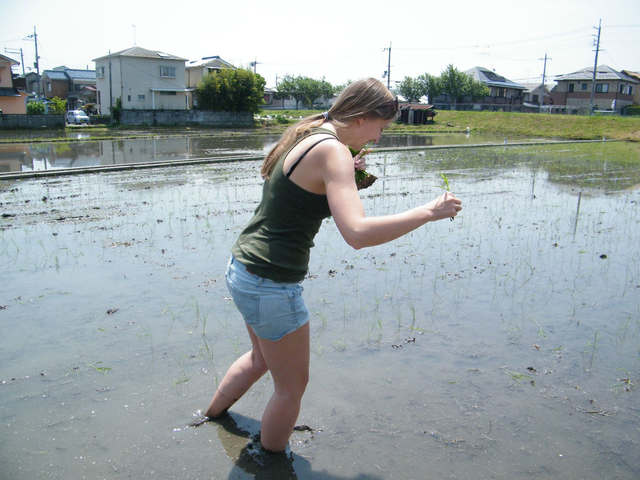 Rice from beginning to end. What does growing look like? — Steemit