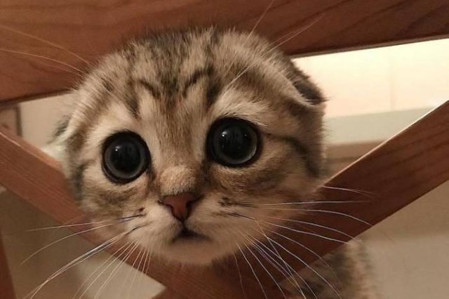 katze.jpg