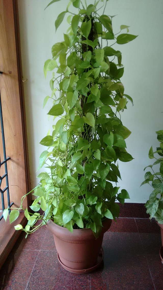 black raven zz plant for sale ZZ 'Nova Star'