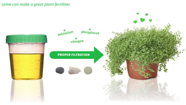HUMAN URINE AS A FERTILIZER  Steemit