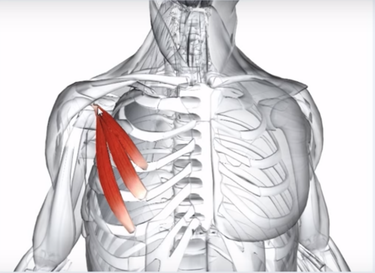 мышцы груди анатомия видео фото 116