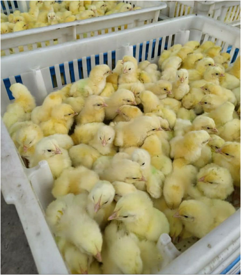 Tutorial-Opening of a Mini Poultry Farm as a Profitable and Sustainable ...