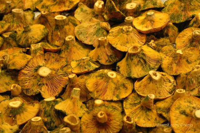 fungi.jpg