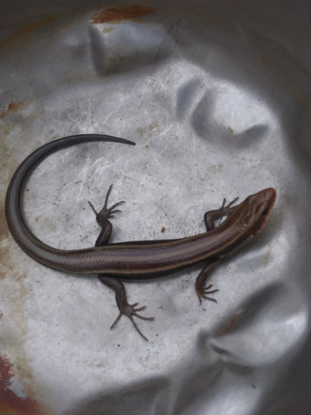 skink.jpg