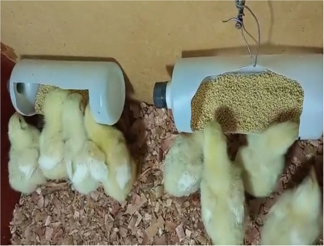 Tutorial-Opening of a Mini Poultry Farm as a Profitable and Sustainable ...
