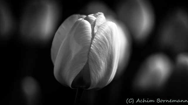 Tulip.jpg
