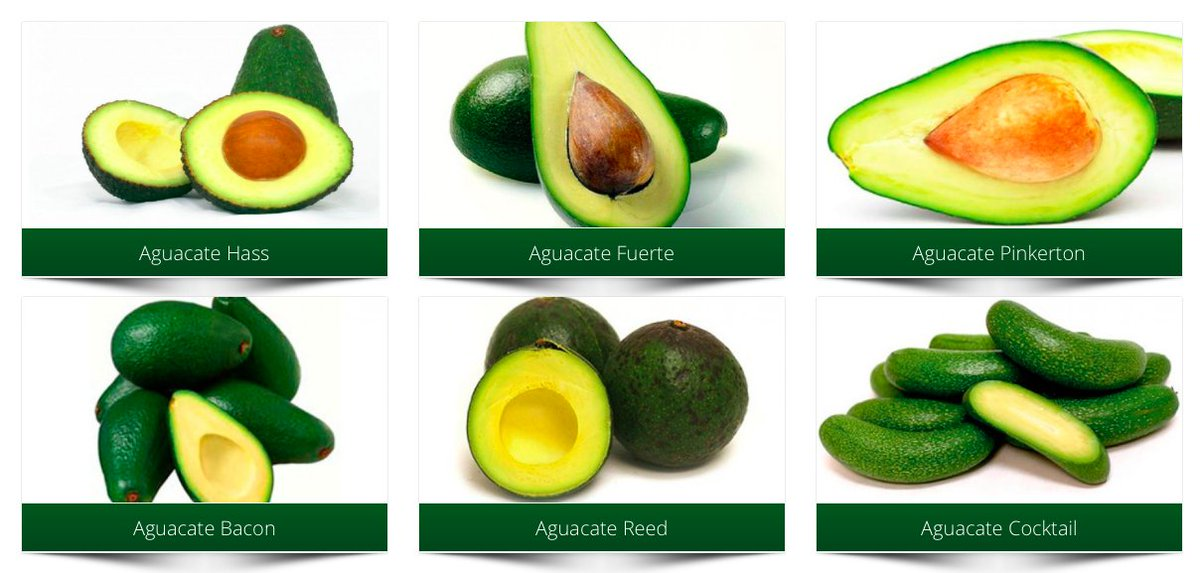 Сорта авокадо с фото и чем отличаются