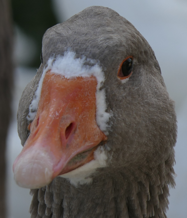 MOAR GOOSE