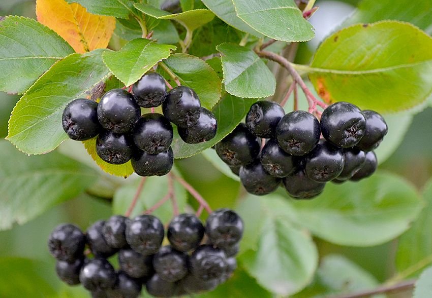 Черноплодная рябина от давления. Арония черноплодная / aronia mitschurinii. Арония черноплодная сырье. Черноплодная рябина польза. Чем полезна арония.