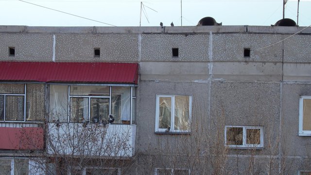 Птичий переполох2_1_1.jpg