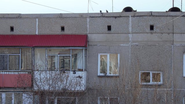 Птичий переполох1_0_2.jpg